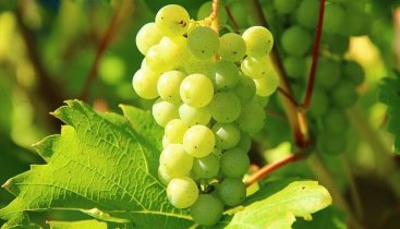 grapes ענבים יתרונות בריאותיים