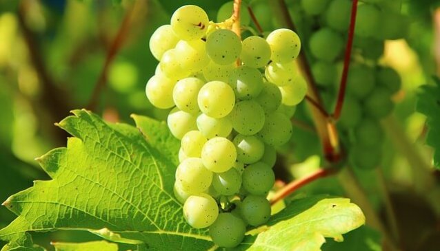 grapes ענבים יתרונות בריאותיים